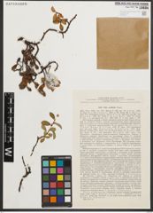 Foto von Salix ovalifolia Trautv.